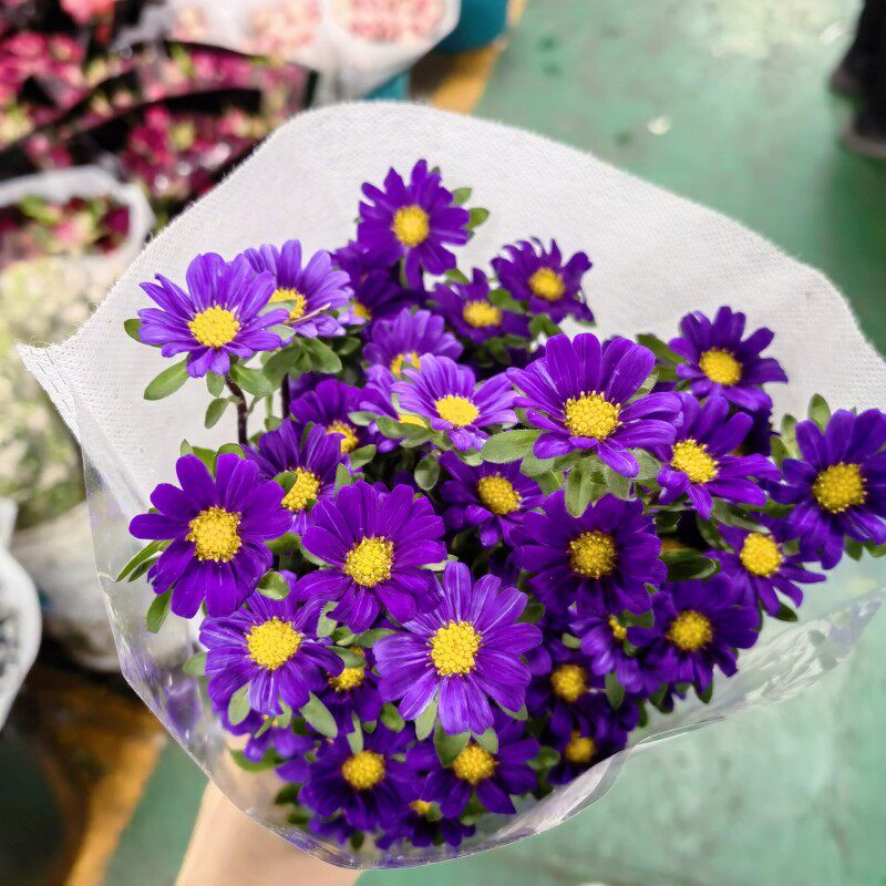 翠菊鲜切花多花头小菊花水养插花瓶花期超长家庭鲜花北京同城速递