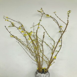 连翘花鲜切木本禅意插花寸寸金迎春水养花卉顺丰全国鲜花同城速递