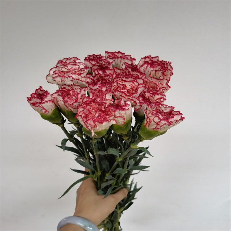 彩色康乃馨鲜切花母亲节送妈妈花期长办公室水养花卉同城鲜花速递