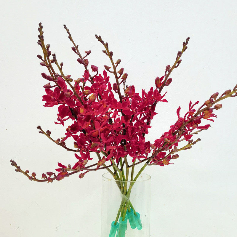 进口红万代兰火焰兰白大象兰花鲜切花摆餐盘水养鲜花同城速递包邮