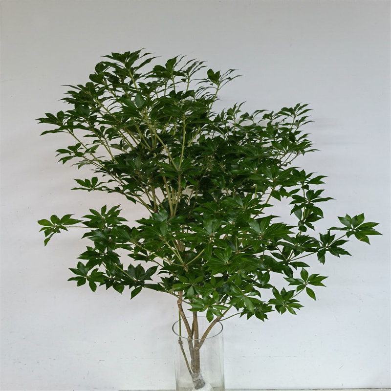 进口马醉木水培植物鲜切枝