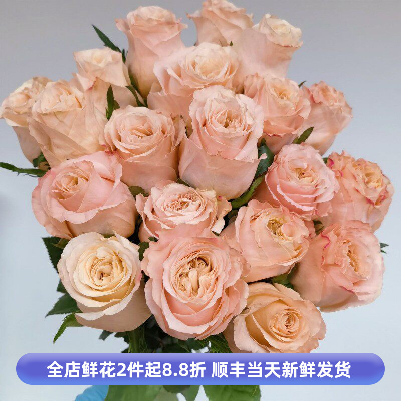 微光玫瑰花橘粉鲜切月季多瓣鲜花水养家庭办公室插花北京同城速递