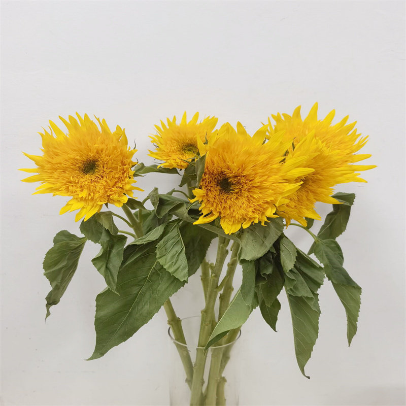 泰迪向日葵鲜花重瓣葵花新鲜家用