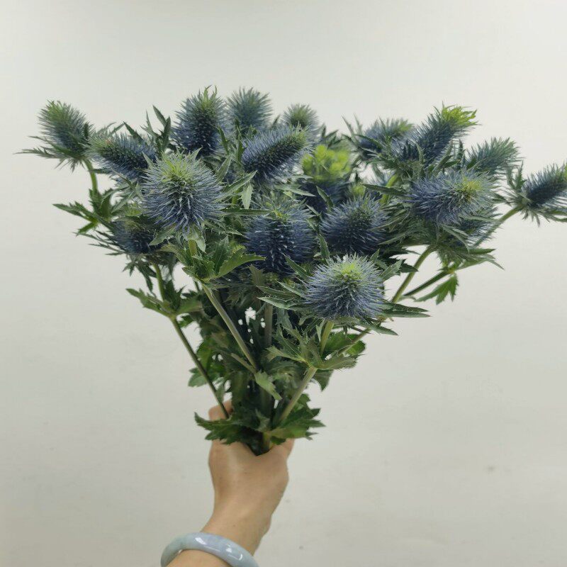 进口蓝刺芹鲜花水养家庭办公室花卉婚礼手捧花束可做干花装饰同城
