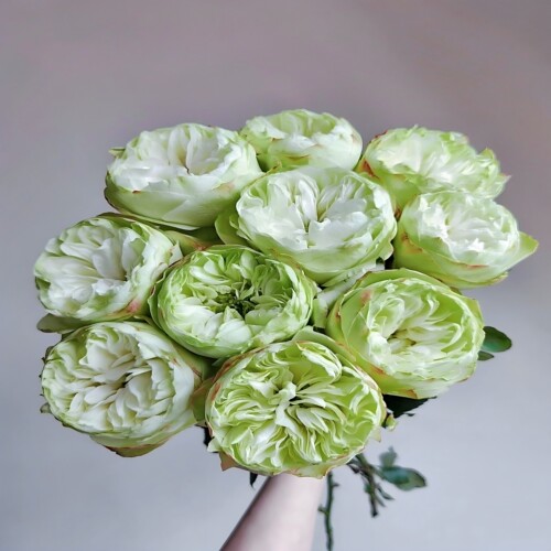 新品夏雨荷玫瑰鲜切花小众水养