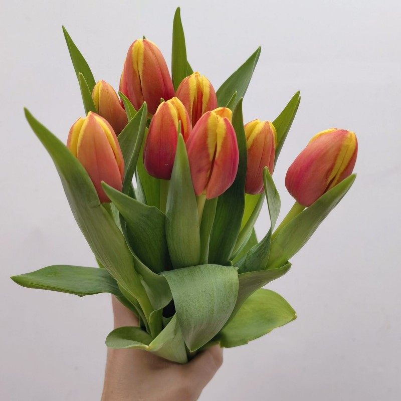 郁金香橙黄双色昆明斗南花卉基地直发家庭水养婚礼手捧花情人节花