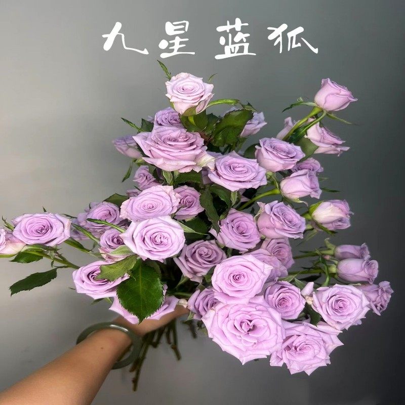 多头紫色小玫瑰花泡泡蔷薇花