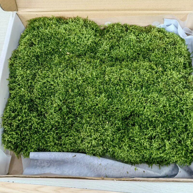 进口苔藓新鲜植被盆景绿植