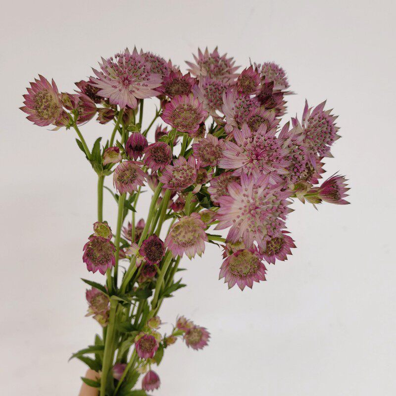 星芹鲜花云南基地直发鲜切花