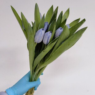 进口吸染色郁金香紫色婚礼手捧花家居鲜花办公室水养插花同城速递
