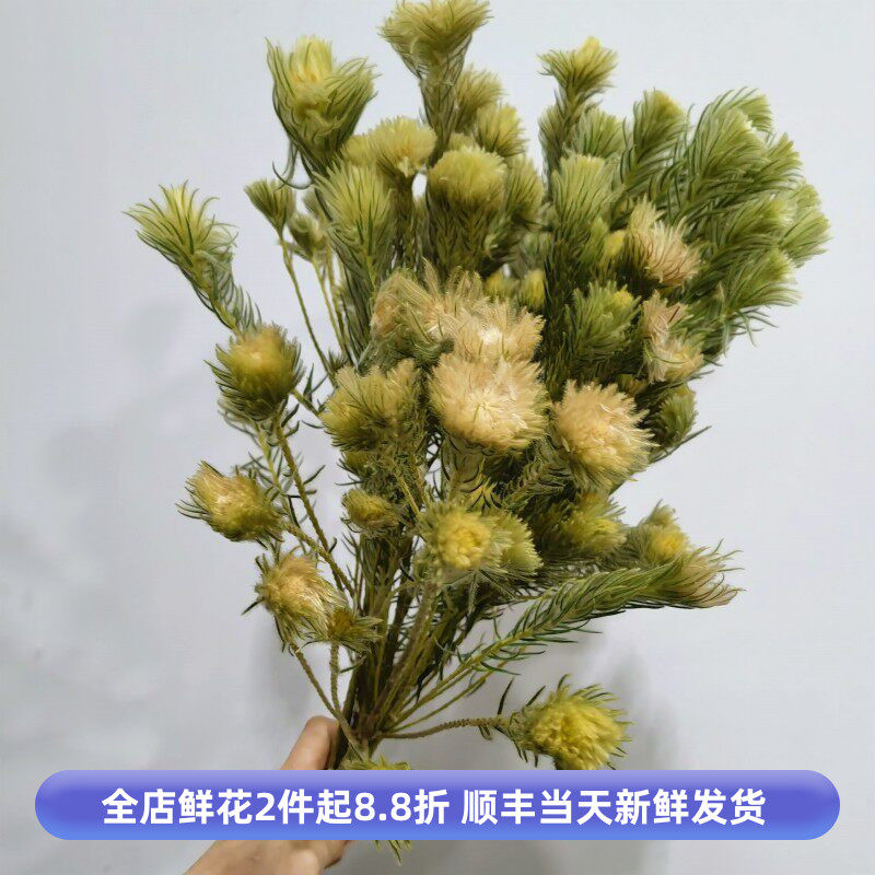 南非进口金鹅绒鲜花小众花水养
