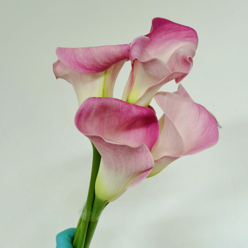 粉色海芋马蹄莲鲜切花新娘手捧花生日新鲜花材婚礼室内会议水养花