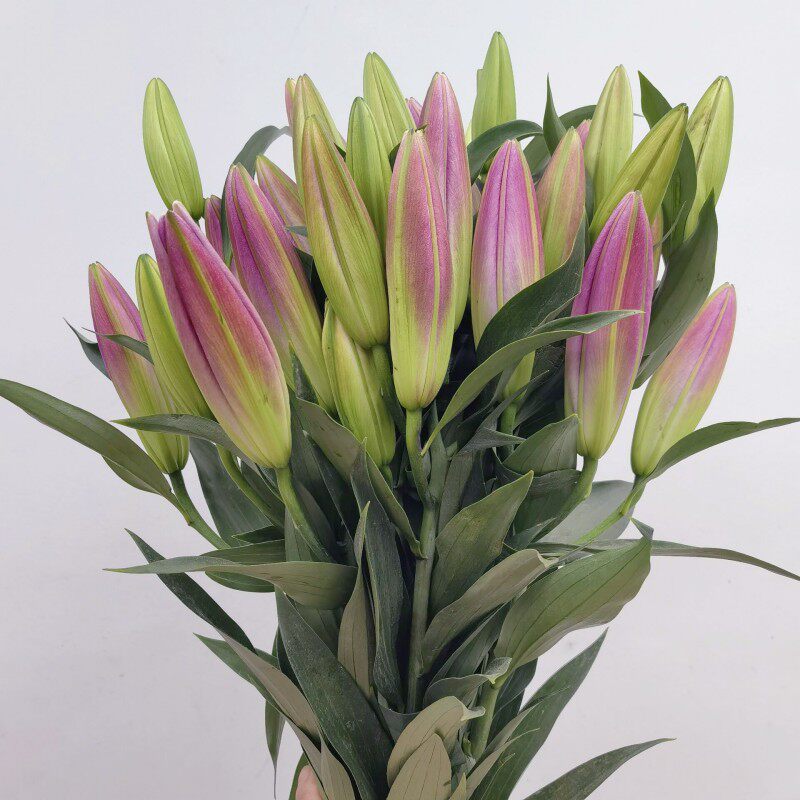 红百合竞争多头香水百合花有香味的礼佛鲜花情人节花束家庭水养花