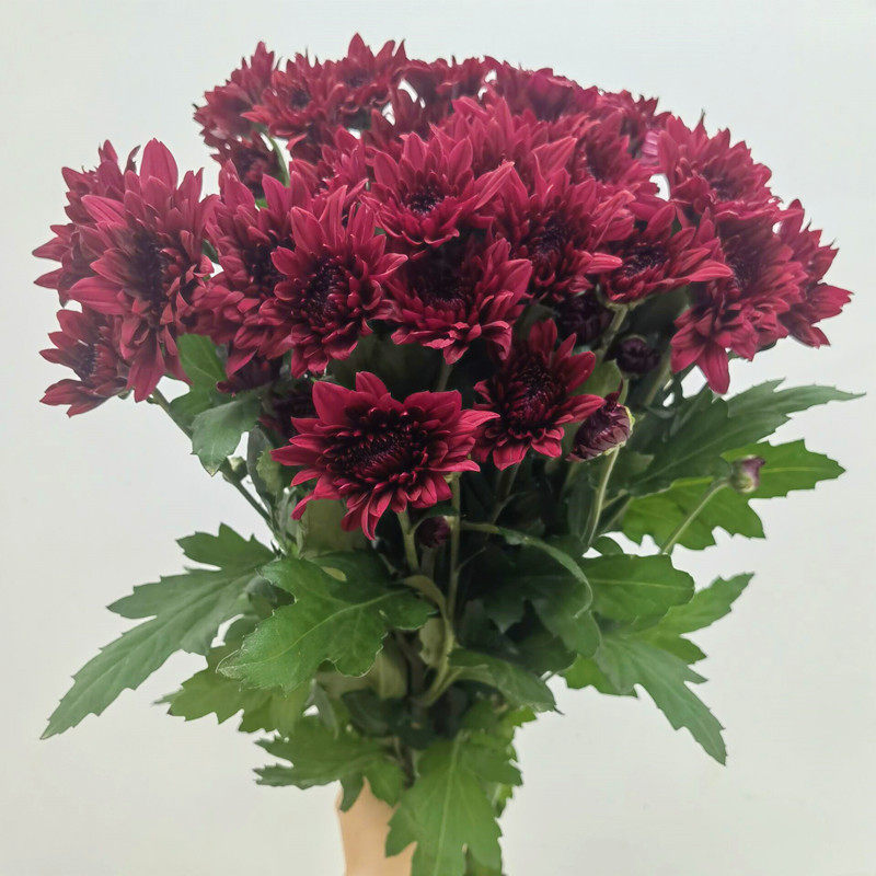 雏菊紫丹特花期长多头小菊花家庭办公室水养花材百搭基地直发速递