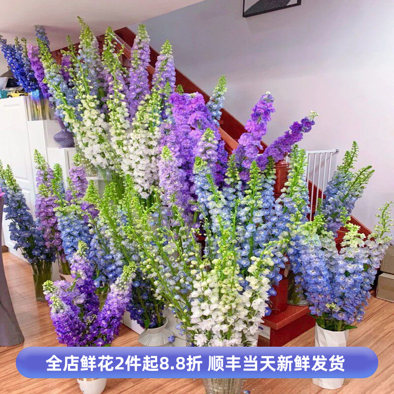 进口大飞燕草鲜切花水养家庭
