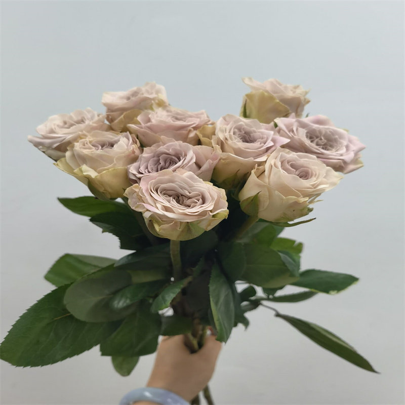 貂蝉玫瑰鲜花稀有花大朵鲜切月季花卉家用插花情人节生日同城速递