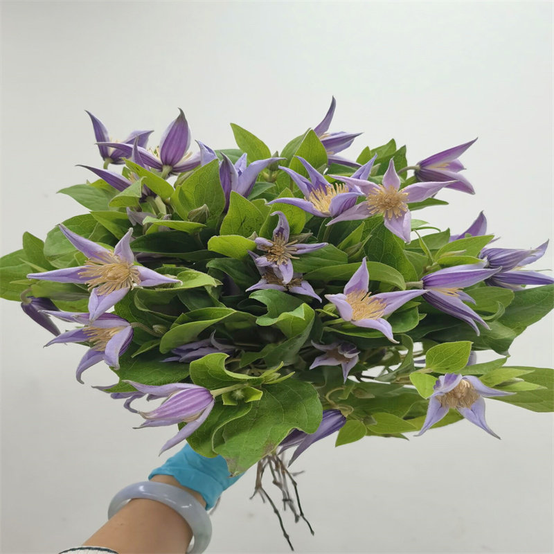 进口铁线莲紫色鲜切花材木风铃