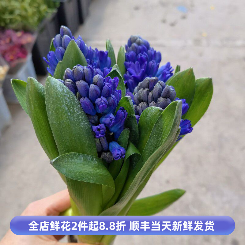 国产高端花卉风信子鲜切花水养
