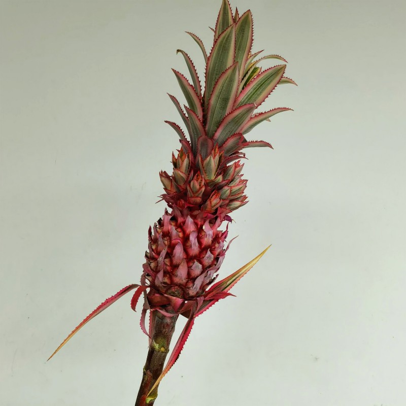 进口粉色小菠萝鲜切花迷你凤梨鲜花可做干花水养花瓶插花北京包邮