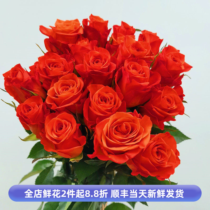 国王日玫瑰大朵切花月季爱情生日情人节礼物北京鲜花同城速递闪送
