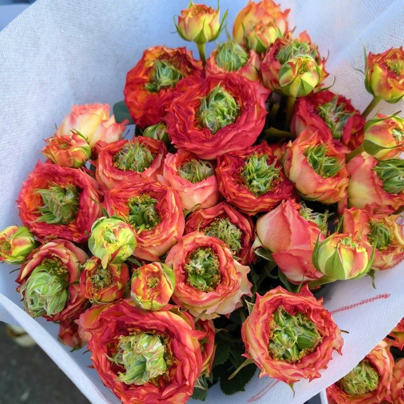 小怪兽蔷薇花多头双色小玫瑰水养瓶插花女神节送闺蜜鲜花礼物包邮