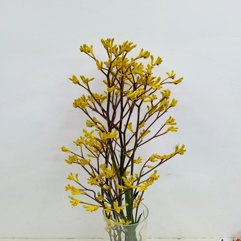 澳洲袋鼠爪鲜切花水养配花家庭插花情人节同城鲜花速递京津冀包邮