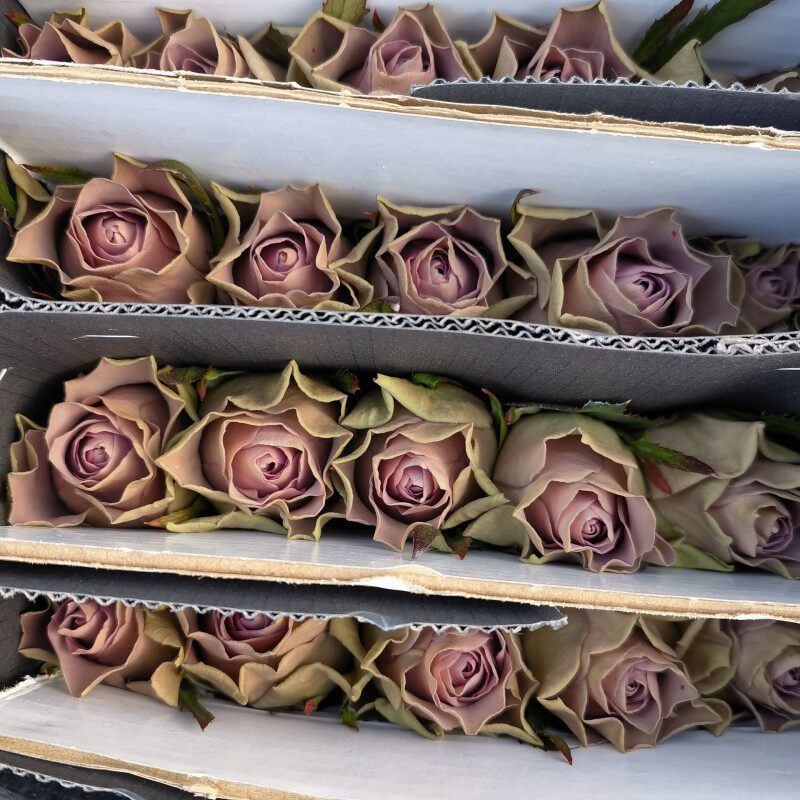 新品种玫瑰花紫禁城紫玫瑰水养大花月季冷色系送闺蜜生日礼物鲜花