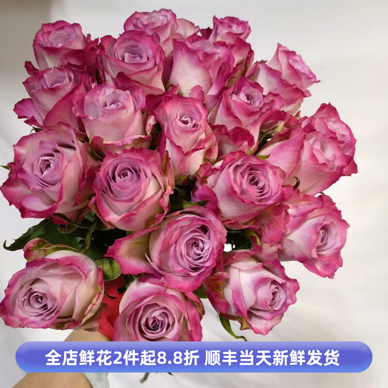 气场玫瑰花水养双色鲜切月季家庭办公室摆花情人节送女友鲜花包邮