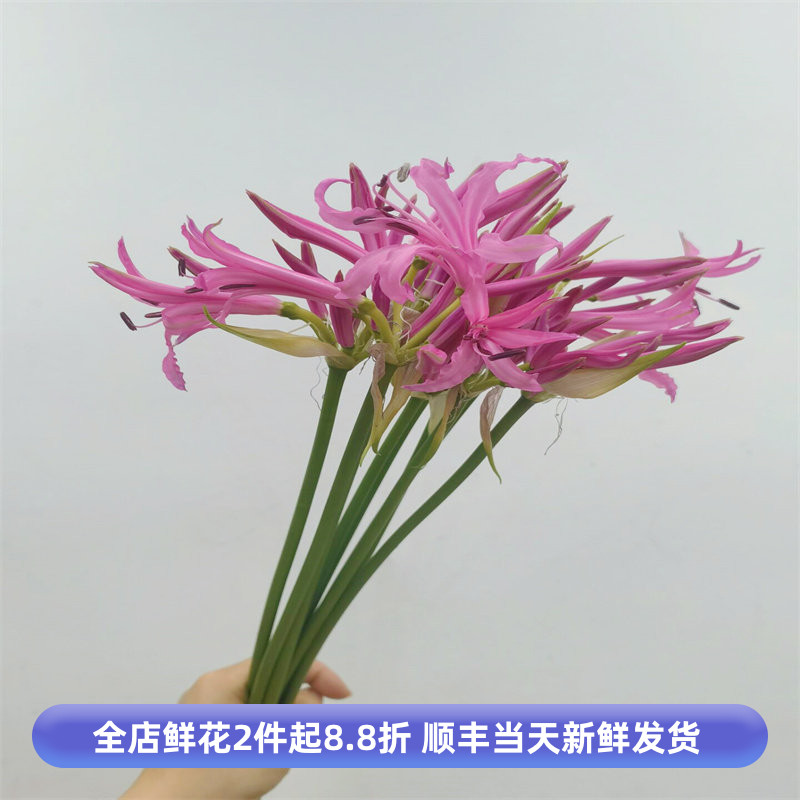 玫红石蒜彼岸花鲜切曼珠沙华