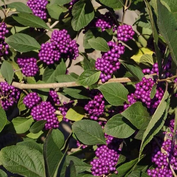 北方绿植紫珠花北方户外庭院耐寒观果灌木植物多年生露地越冬花卉