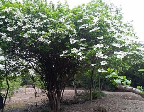 北方绿植天目琼花花苗耐寒耐旱庭院花园风景木本花卉"木绣球树"