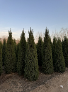 塔柏树苗带土柏树树苗桧柏树苗柏木苗圆柏松树苗龙柏树苗柏树松树