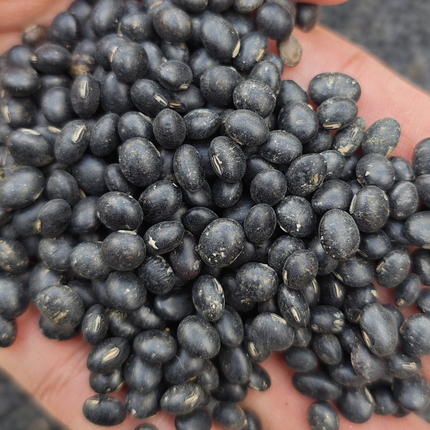 农家广宁黑豆新鲜当季非转基因颗粒饱满煮粥炖汤豆类食材健康粗粮