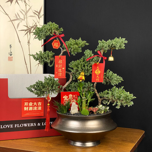 高档次绿植盆景送礼好寓意有面子