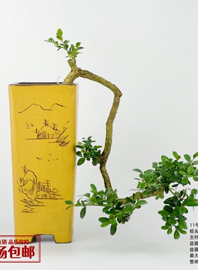 盆栽绿植黄杨小叶瓜子精品老桩