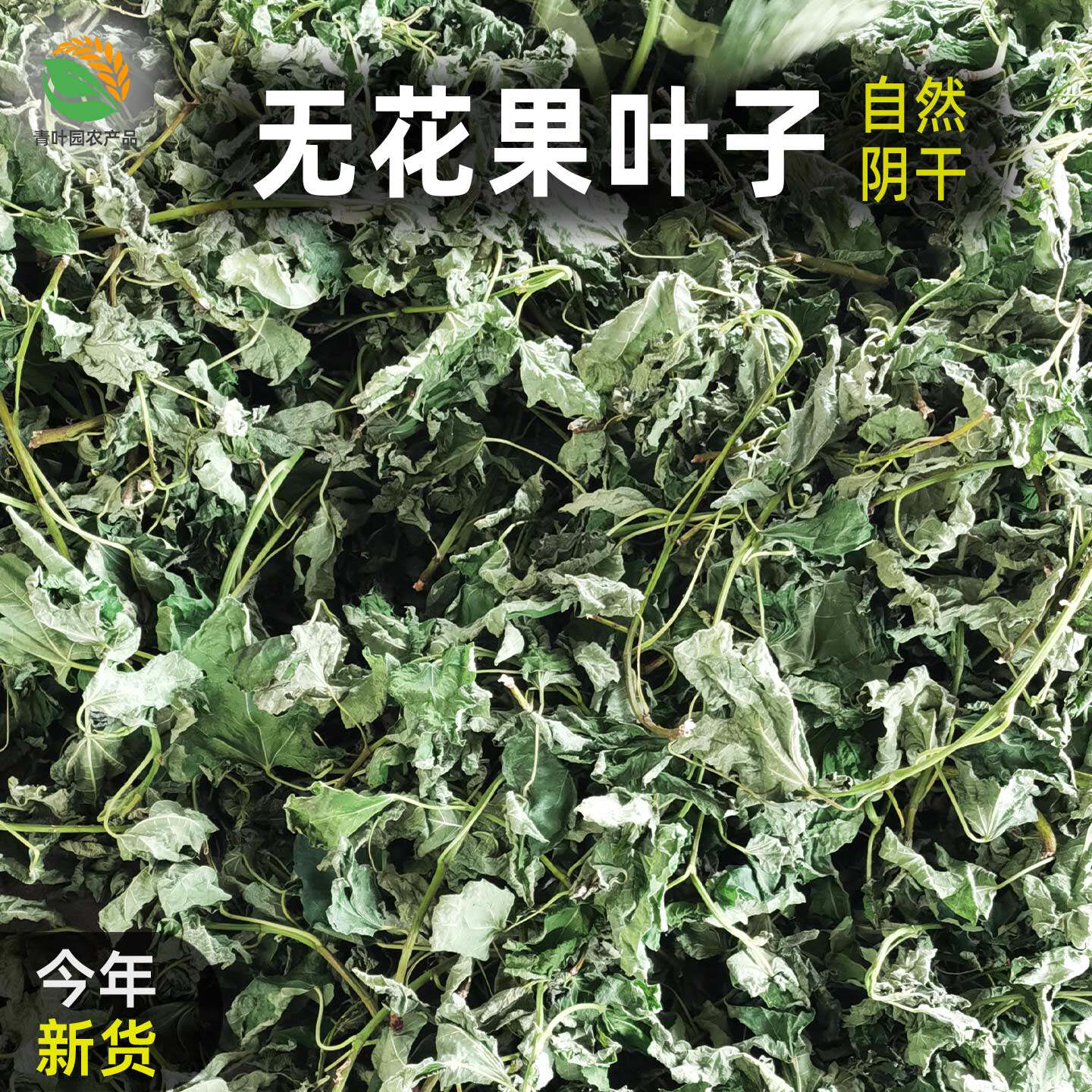 无花果树叶干叶子自然阴干