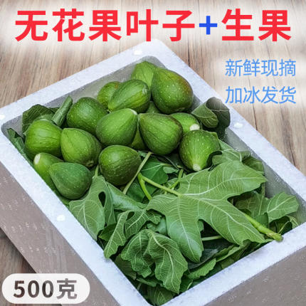 新鲜无花果叶子+生果共750g现摘现发树叶广西产地直供组合装