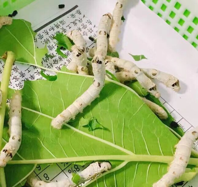 天然彩色金色蚕宝宝大白蚕1龄2龄3龄4龄5龄大蚕工具学生蚕卵套餐