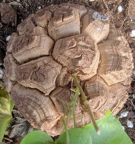 多肉块根南非白皮龟甲龙植物一物一拍块根精品阳台办公室爬藤植物