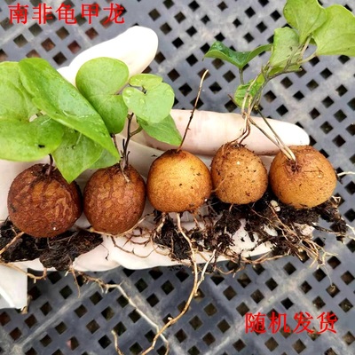 稀有南非龟甲龙小苗龟甲龙单颗随机块根植物办公室爬藤植物包邮