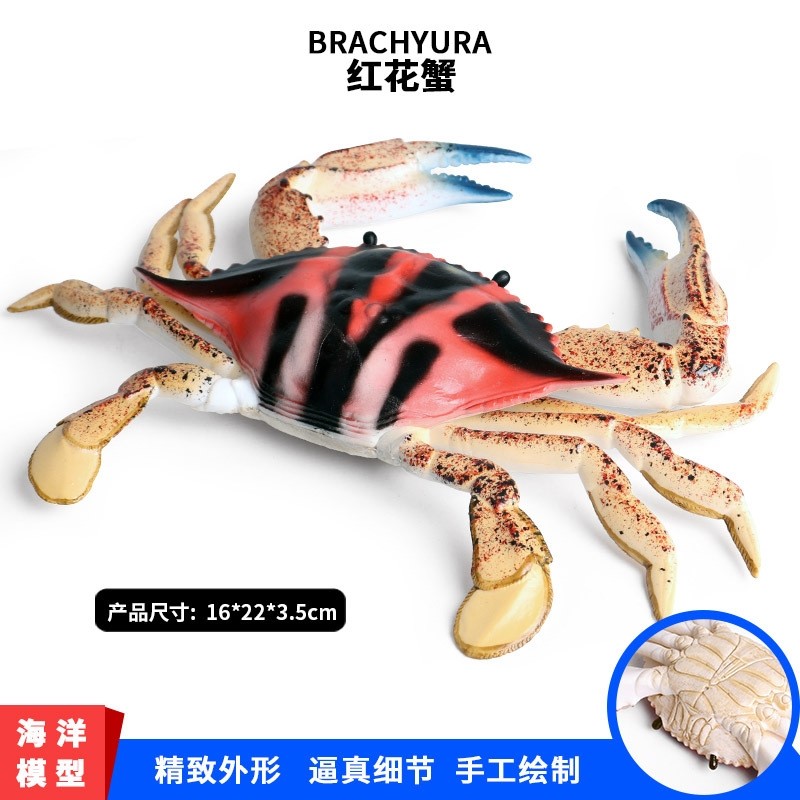 儿童动物玩具红花蟹模型实心塑胶仿真螃蟹海洋生物男孩认知摆件