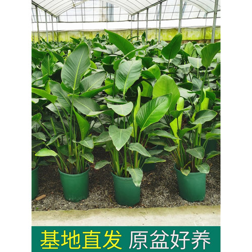 天堂鸟盆栽客厅室内好养大型花卉绿植办公室轻奢绿色植物鹤望兰