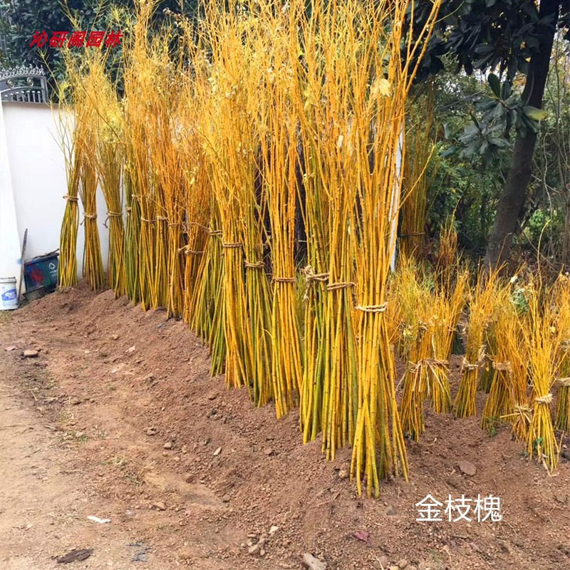 紫白玉兰红梅绿梅金枝槐日本美国红枫紫薇紫荆樱花树苗竹柳金丝柳