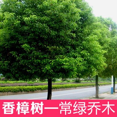 玥麒香樟树苗绿化苗木道路工程大小叶盆栽庭院四季常青南北方种植