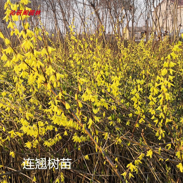 迎春花苗观赏连翘树苗  庭院花坛攀援垂吊花卉 耐寒 绿化云南黄馨