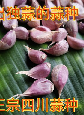紫皮四川彭州一代原种独头蒜