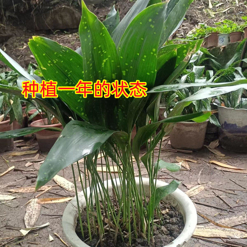 花粽叶一叶兰苗子盆栽绿植图片