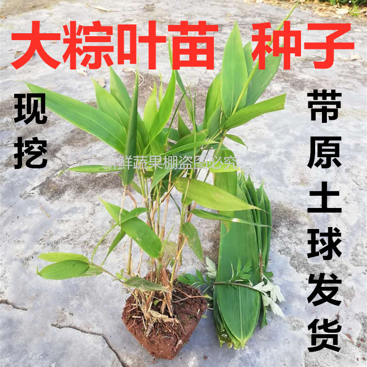 竹苗叶树树苗粽叶包粽子盆栽四季