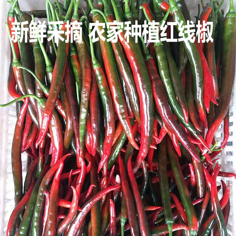 新鲜乌红二荆条特辣紫红线椒尖椒现摘新鲜紫红辣椒红线椒剁椒泡椒
