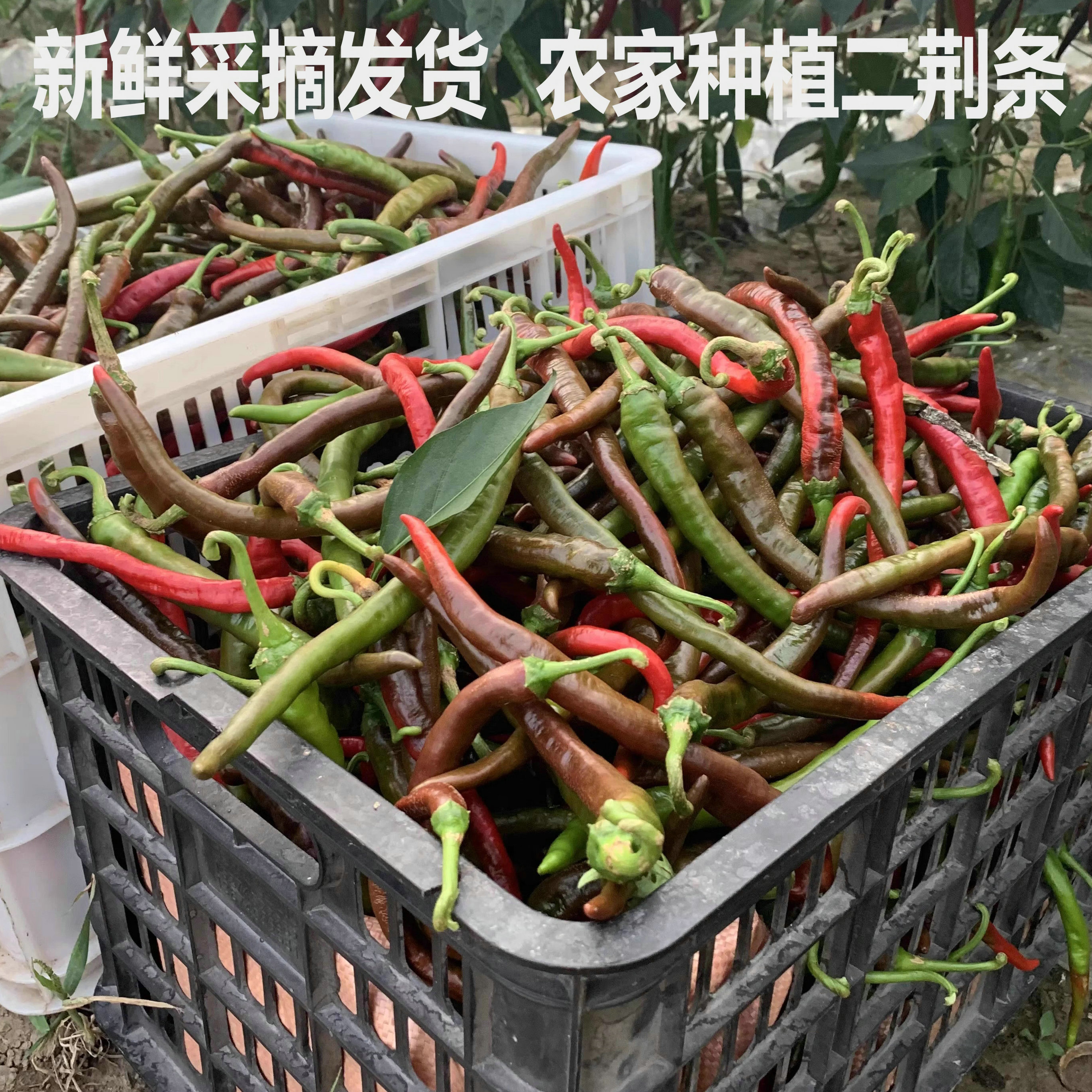 农家红二荆条菜红辣椒紫红辣椒新鲜辣椒线椒 红线椒线椒剁椒红椒